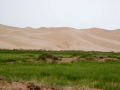 gobi_11
