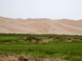 gobi_11